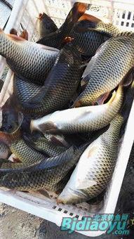 黑料网红杭州顶级名媛鲤,揭秘网红背后的奢华生活