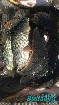 黑料网红杭州顶级名媛鲤,揭秘网红背后的奢华生活